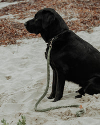 Macrame Dog Lead